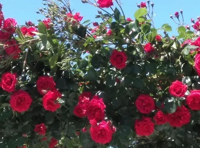 Rosen 3* 로제넷츠